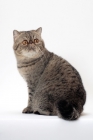 Picture of Exotic Shorthair, Brown Mackerel Tabby colour, looking back