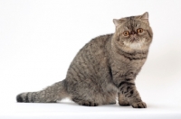 Picture of Exotic Shorthair, Brown Mackerel Tabby colour, full body
