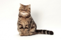 Picture of Exotic Shorthair front view, brown classic tabby colour