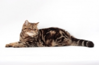 Picture of Exotic Shorthair lying down, brown classic tabby colour