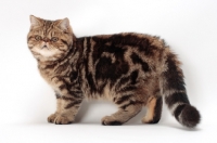 Picture of Exotic Shorthair side view, brown classic tabby colour