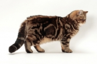 Picture of Exotic Shorthair sitting, brown classic tabby colour