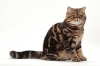 Picture of Exotic Shorthair sitting, brown classic tabby colour