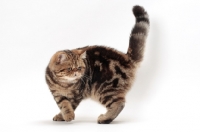 Picture of Exotic Shorthair turning, brown classic tabby colour