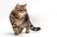Picture of Exotic Shorthair walking, brown classic tabby colour