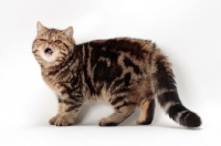 Picture of Exotic Shorthair with mouth open, brown classic tabby colour