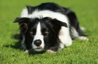 Picture of eyeing Border Collie