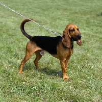 Picture of fagor, bruno de jura on grass