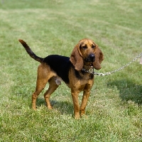 Picture of fagor, bruno de jura on lead