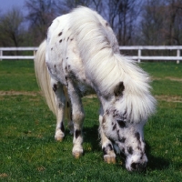 Picture of Falabella grazing