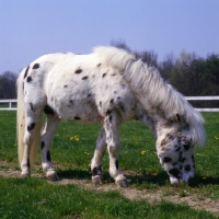 Picture of Falabella grazing