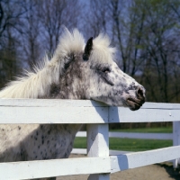 Picture of Falabella leaning on fence 