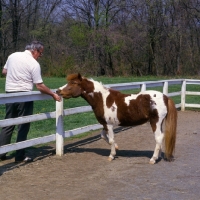 Picture of Falabella pony being fed by man, showing how small pony really is