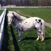 Picture of Falabella pony beside fence showing size