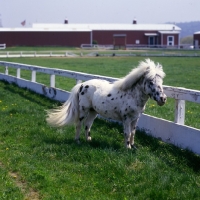 Picture of Falabella pony beside fence