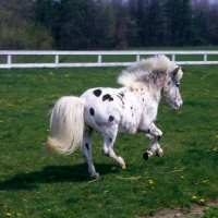 Picture of Falabella pony cantering away