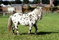 Picture of Falabella pony looking at camera