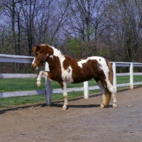 Picture of Falabella pony pawing at fence