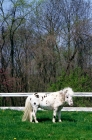 Picture of falabella pony standing near fence in usa