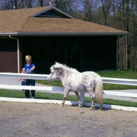 Picture of Falabella pony walking towards child