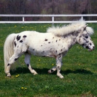 Picture of Falabella pony walking