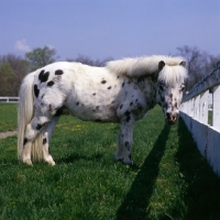 Picture of Falabella pony