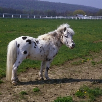 Picture of Falabella pony