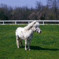 Picture of Falabella pony