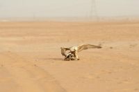 Picture of Falcon catching prey