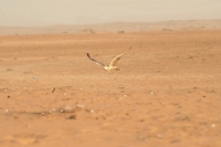 Picture of Falcon flying over desert