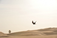 Picture of Falcon flying over desert