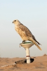 Picture of Falcon in Dubai
