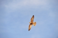 Picture of Falcon in flight