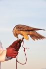 Picture of Falcon on glove