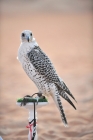 Picture of Falcon on perch