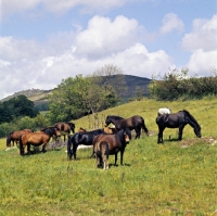 Picture of fall out, dartmoor mare with her foal, shilstone rocks baccarat, young stallion right, with group of shilstone rocks mares and foals in field