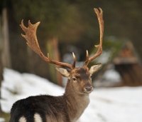 Picture of Fallow buck