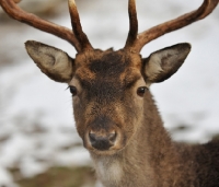 Picture of fallow buck