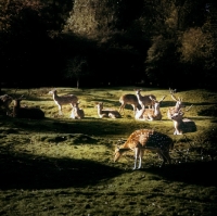 Picture of fallow deer in shafts of sunlight