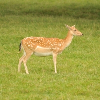 Picture of fallow deer