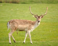 Picture of Fallow deer