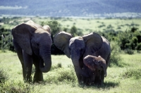 Picture of family of elephants in addo elephant park