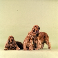 Picture of family of english cocker spaniels in a studio