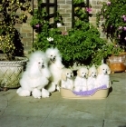 Picture of family of miniature poodles from miradel 