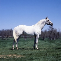 Picture of famous Appaloosa stallion in USA