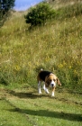 Picture of famous beagle, ch too darn hot for tragband out hunting