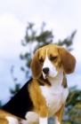 Picture of famous beagle, ch too darn hot for tragband,  