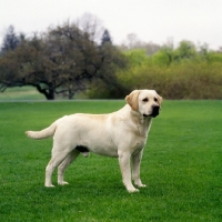 Picture of famous champion labrador in usa