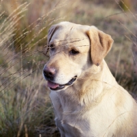 Picture of famous champion labrador retriever