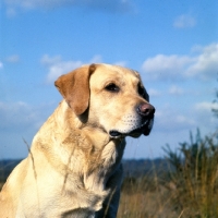 Picture of famous champion labrador with typical head and alert expression